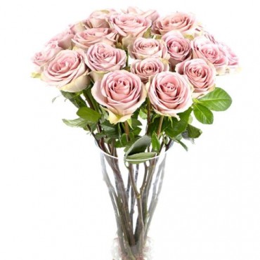 Amnesia Roses for Home or Office